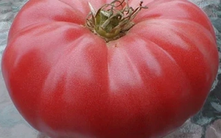 Розовый БЫК