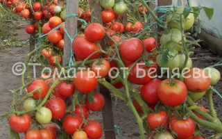 Розовый Фламинго