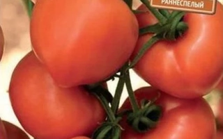 Розовый Фрегат