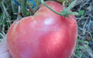 Розовый КИТ