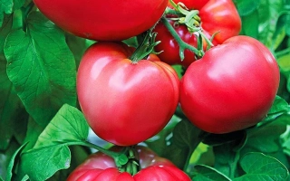 Розовый Клад