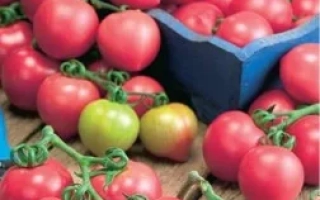 Розовый Коктейль