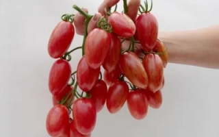 Розовый Котя