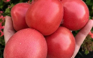 Розовый Щербет