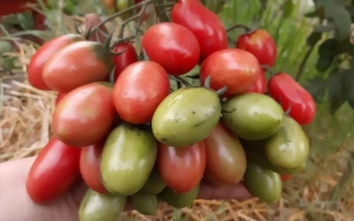 Свежие помидоры сорта Розовый снег на ветке