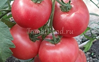 Красные томаты на кусте с надписью Tomatland.ru - РОЗОВЫЙ СУВЕНИР