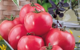 Томат РОЗОВЫЙ ТИТАН на фоне зелени с плодами