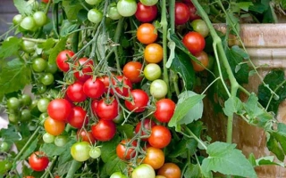 Рубиновые Бусы