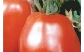 Пакет семян томата Рубиновый Кубок с изображением красных плодов