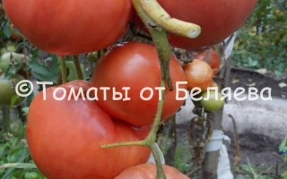 Русская Душа