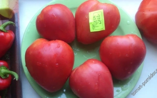 Красные томаты на зелёной подложке с жёлтым ценником - РУССКАЯ КРАСАВИЦА