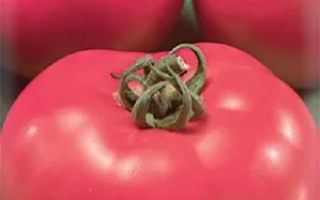 Русская Матрешка