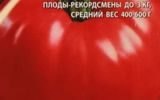 Пакет семян томата «Русский размер» с изображением красного помидора
