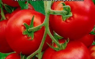 Пакет семян томата Сахалин с изображением красных плодов