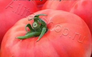 Пакет семян томата Сахарный великан