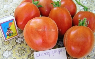 Красные томаты Шахерезада на белой ткани с этикеткой