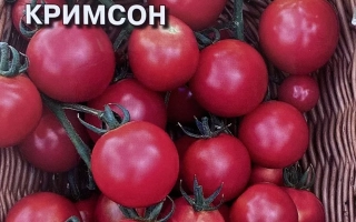 Самчеррито Кримсон