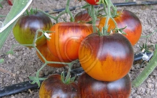 Томаты сорта САМОЦВЕТ на кусте