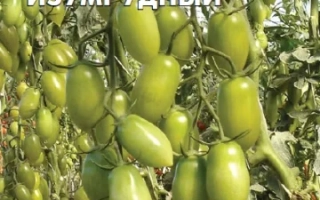 Томат САМОЦВЕТ ИЗУМРУДНЫЙ на ветке