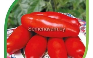 Санькина Любовь