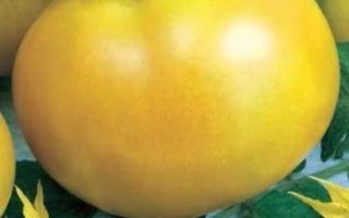 Семена томата Санчо Панса на упаковке с изображением желтого плода