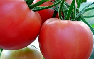 Спелые и незрелые помидоры на ветке - Шанс