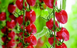 Санстрим Элон