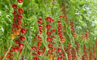 Санстрим ЛАУ