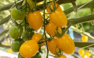 Санти Йеллоу