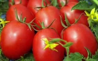 Красные томаты на ветвях с зелеными листьями и желтыми цветами - ШАРАДА