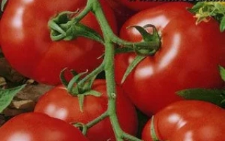 Пакет семян томата ШАРИК с изображением спелых плодов