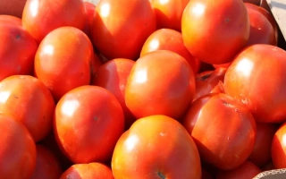 Шеди Леди F1