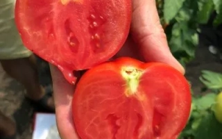 Рука держит два нарезанных томата сорта ШЕЛФ на фоне зелёных листьев