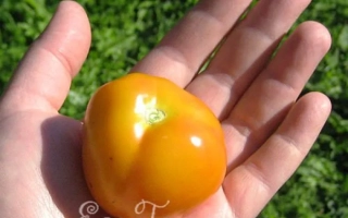 Желтый томат Щелкунчик в руке на фоне травы