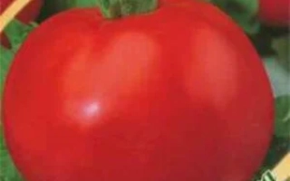 Красный томат сорта Сімка на зеленом фоне - СЕМЕРКА