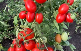 Спелые красные томаты сорта СЕМКО 100 на кусте