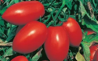 Пакет семян томата СЕМКО 101 на фоне листьев