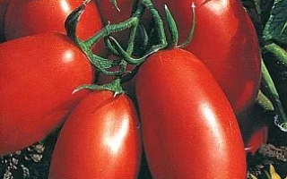 Пакет семян томата СЕМКО 2005