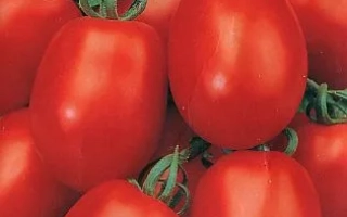 Пакет семян томата СЕМКО 2006