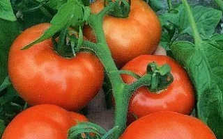 Пакет семян томата СЕМКО СОЮЗ