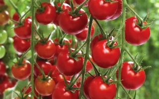 Свежие красные томаты на ветвях - ШЕРАМИ