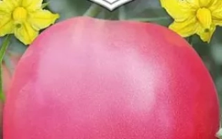 Сердце Великана Малиновое