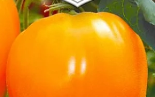 Сердце Великана Оранжевое