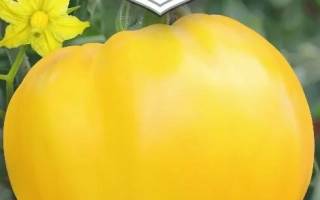 Сердце Великана Золотое