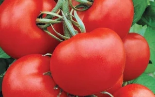 Пакет семян томата F1 СЕСТРА с изображением красных томатов на фоне зелени