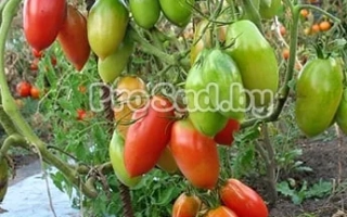 Томаты сорта Северная красавица на кусте