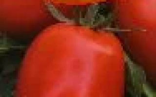 Северная Звезда