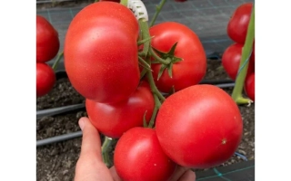 Сиберите 915