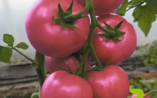 Сиберите 916