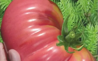 Сибирские Шаньги